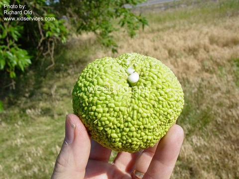 Osage-orange